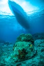 Coral bunaken sulawesi indonesia underwater Royalty Free Stock Photo