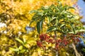 Coral bush tree Royalty Free Stock Photo
