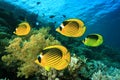 Coral and Butterflyfish Royalty Free Stock Photo