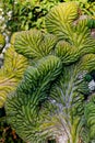 Coral cactus, crested euphorbia, candelabra plant, crested candelabra plant