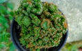 Coral Cactus (Euphorbia Lactea Cristata) Ornamental Plant, Green In Color Royalty Free Stock Photo