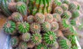 Coral Cactus (Euphorbia Lactea Cristata) Ornamental Plant Round Green In Color Royalty Free Stock Photo