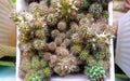 Coral Cactus (Euphorbia Lactea Cristata) In A White Pot Royalty Free Stock Photo