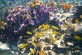 Coral caribbean reef Mayan Riviera Grunt fish Royalty Free Stock Photo