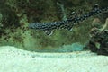 Coral catshark Royalty Free Stock Photo