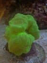 Coral Caulastrea Royalty Free Stock Photo