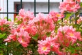 Coral Climbing Roses (Rosa) in a country cottage garden. Aromatic rose valley. Close up Royalty Free Stock Photo