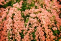 Coral Climbing Roses (Rosa) in a country cottage garden. Aromatic rose valley Royalty Free Stock Photo