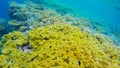 coral close up in agincourt reefs australia Royalty Free Stock Photo