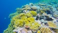 coral close up in agincourt reefs australia Royalty Free Stock Photo