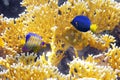 Coral Cnidarians,Angel-fish Royalty Free Stock Photo