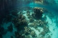 Coral Colonies in Tropical Lagoon Royalty Free Stock Photo