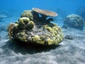 Coral colony and coral fish. Royalty Free Stock Photo