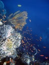 Coral colony and coral fish. Royalty Free Stock Photo