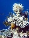 Coral colony and coral fish.