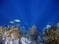 Coral colony and coral fish.