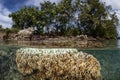 Coral Colony and Melanesian Island Royalty Free Stock Photo