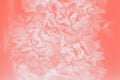 Coral color abstract background. Floral gradient background, delicate carnation flowers pattern