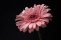 Coral color gerbera on black background. Floral background. Vibrant color. Bright color