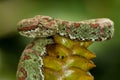 Coral-Colored Eyelash Viper - Costa Rica