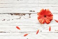 Coral Colored Gerbera Daisy over White Wooden Background Royalty Free Stock Photo