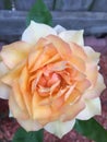 Coral colored rose