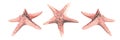 Coral-colored starfish in different angles. Watercolor illustration. Isolated objects from a large set of WHALES. For