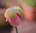 Coral poppy flower with raindrops