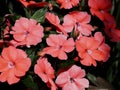 Coral Coloured Impatiens In Bloom