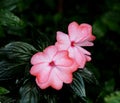 New Guinea Impatiens Or Impatiens Hawkeri Royalty Free Stock Photo