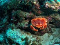 Coral Crab Royalty Free Stock Photo