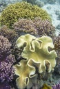 Corals, sea anemones, beautiful underwater world in South Pacific Ocean. Yellow and pink corals 