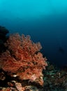 Coral and diver in the background Royalty Free Stock Photo