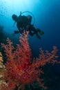Coral and Diver