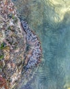 Saltwater rock pool Royalty Free Stock Photo