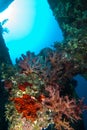 Coral encrusted propeller of a shipwreck. Red Sea