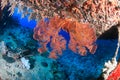 Coral Encrusted Shipwreck Royalty Free Stock Photo