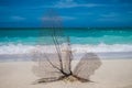 A coral fan on the white carribean beach.