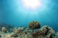 Coral farm repopulation conservation growing factory underwater in Cortez Sea