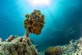 Coral farm repopulation conservation growing factory underwater in Cortez Sea