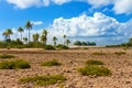 Coral fields and palm trees Royalty Free Stock Photo