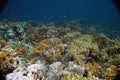 Coral and fish Royalty Free Stock Photo