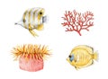 Coral fish, actinia and coral watercolor painted image set. Hand drawn beautiful sea life collection. Colorful tropical coral fish Royalty Free Stock Photo