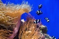 Coral fish and actinia in water.