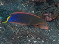 Coral fish African coris Royalty Free Stock Photo