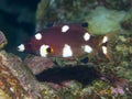 Coral fish Axilspot hogfish Royalty Free Stock Photo