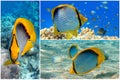 Coral fish Blackbacked butterflyfish chaetodon melannotus - Red Sea Royalty Free Stock Photo