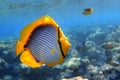 Coral fish Blackbacked butterflyfish chaetodon melannotus - Red Sea Royalty Free Stock Photo