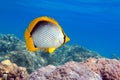 Coral fish Blackbacked butterflyfish chaetodon melannotus - Red Sea Royalty Free Stock Photo