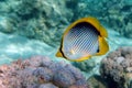 Coral fish Blackbacked butterflyfish chaetodon melannotus - Red Sea Royalty Free Stock Photo